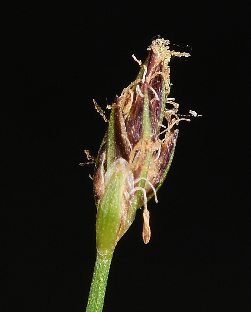 Flora of Eastern Washington Image: Eleocharis acicularis