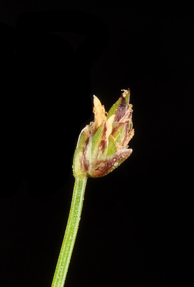 Flora of Eastern Washington Image: Eleocharis bella