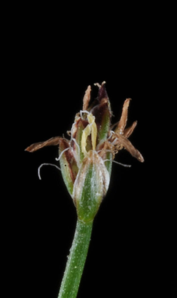 Flora of Eastern Washington Image: Eleocharis bella