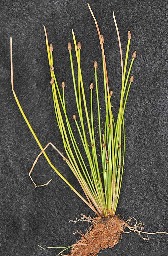 Flora of Eastern Washington Image: Eleocharis obtusa