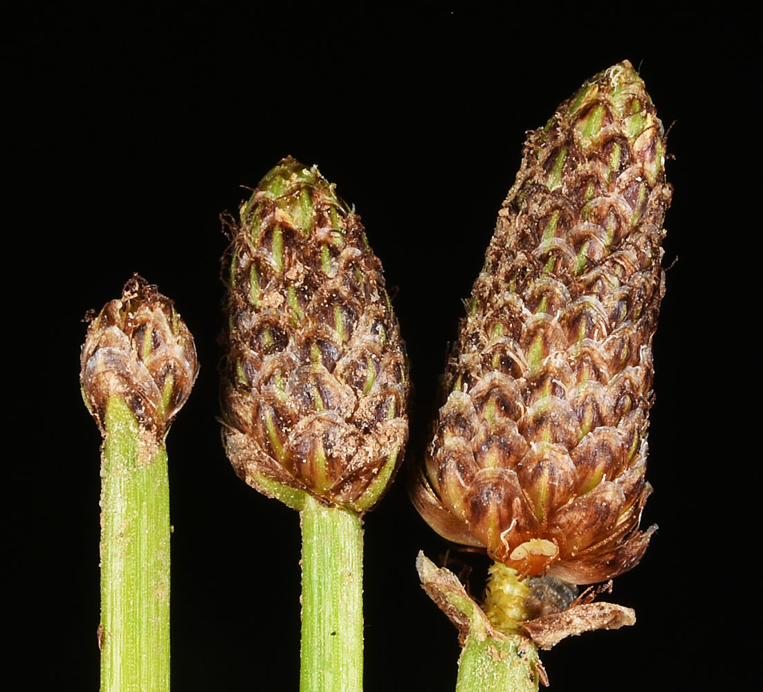 Flora of Eastern Washington Image: Eleocharis obtusa
