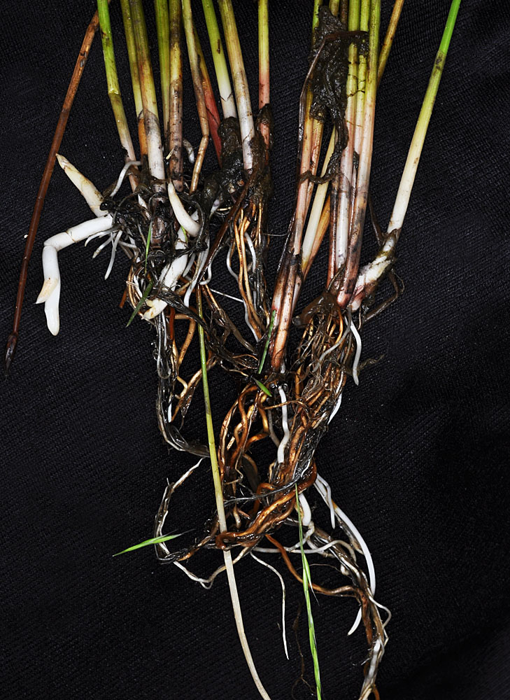 Flora of Eastern Washington Image: Eleocharis palustris