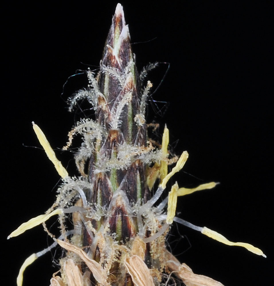 Flora of Eastern Washington Image: Eleocharis palustris