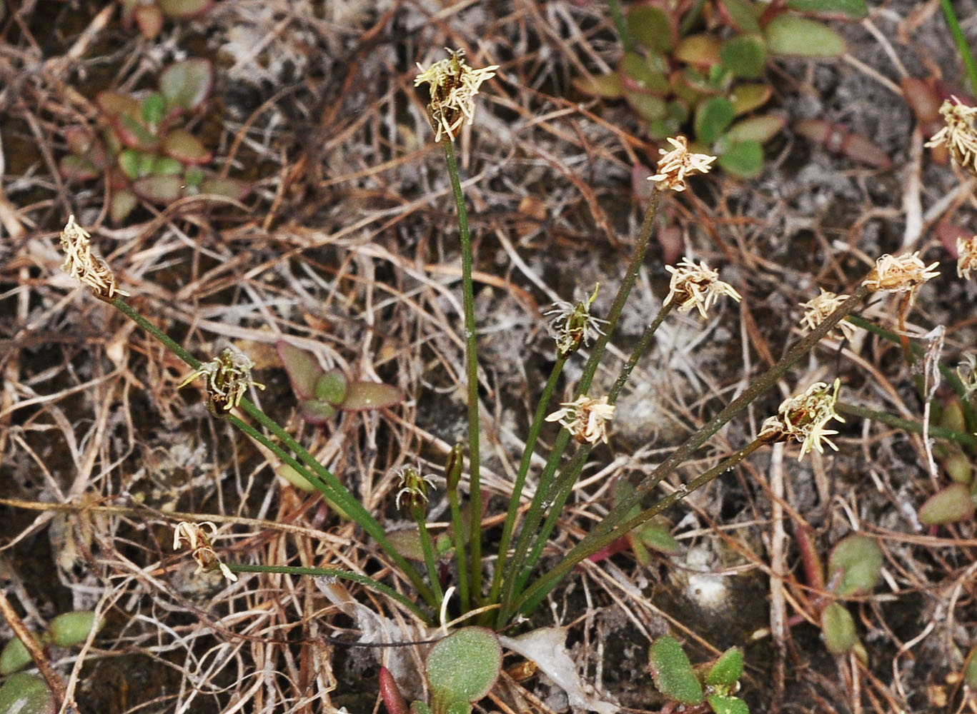 Flora of Eastern Washington Image: Eleocharis parvula