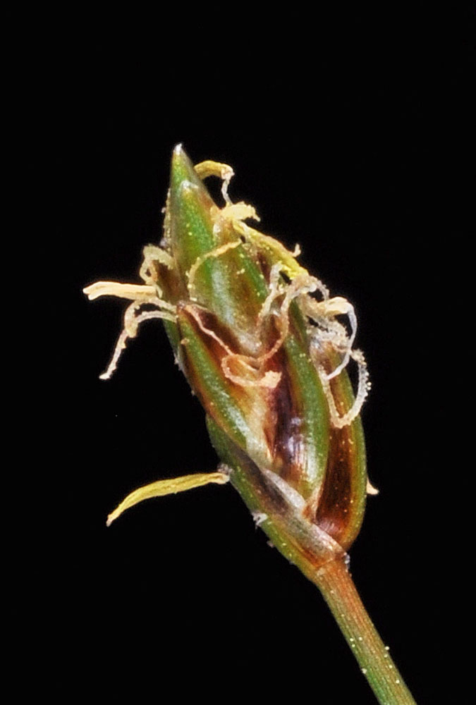 Flora of Eastern Washington Image: Eleocharis parvula