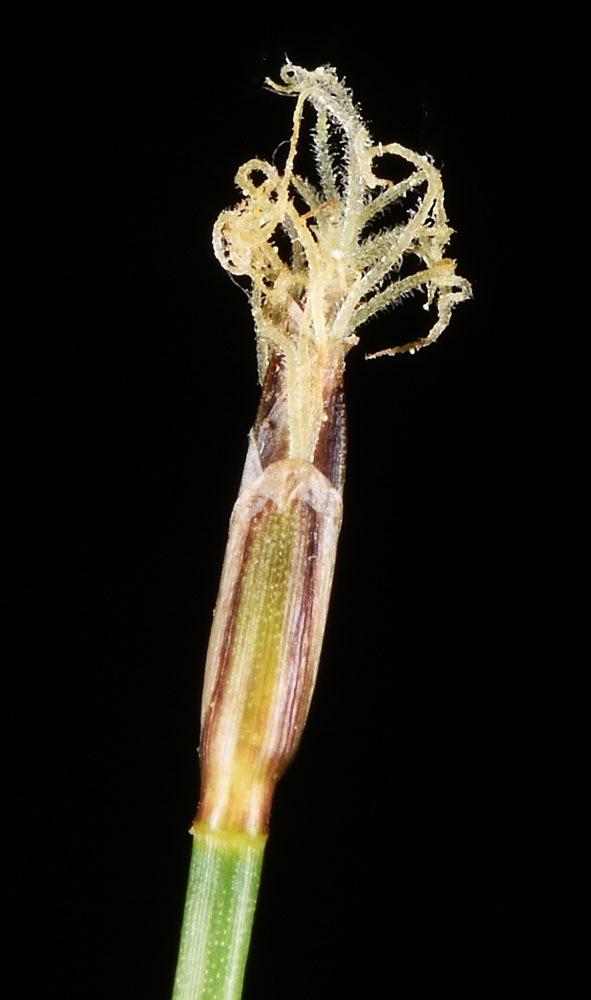 Flora of Eastern Washington Image: Eleocharis quinqueflora