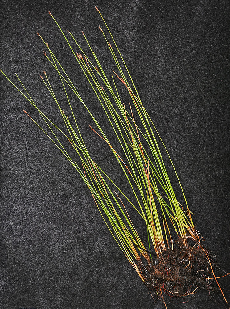 Flora of Eastern Washington Image: Eleocharis suksdorfiana