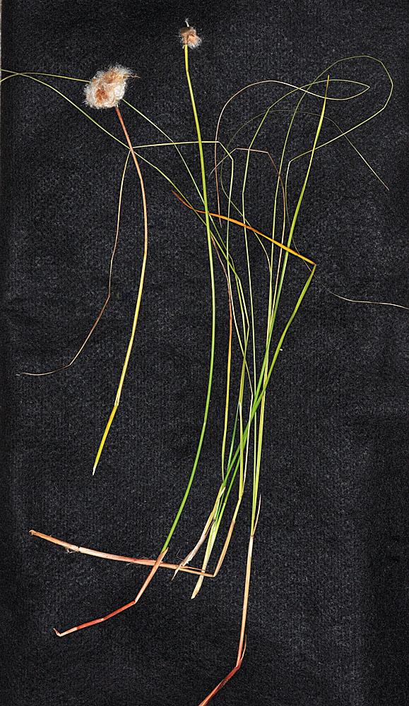 Flora of Eastern Washington Image: Eriophorum chamissonis
