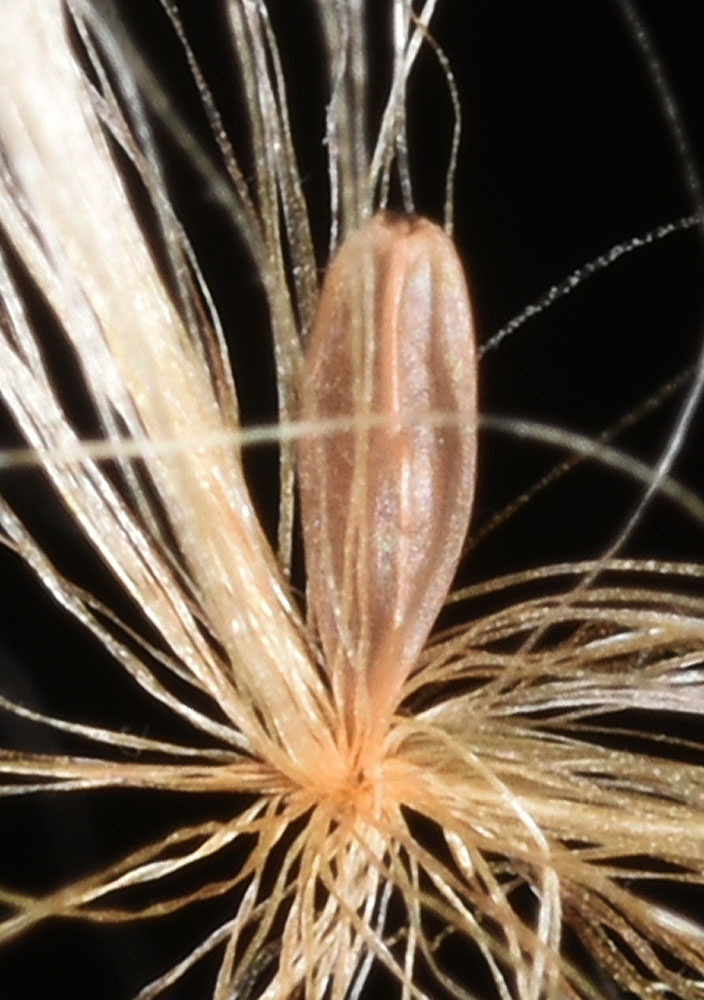 Flora of Eastern Washington Image: Eriophorum gracile