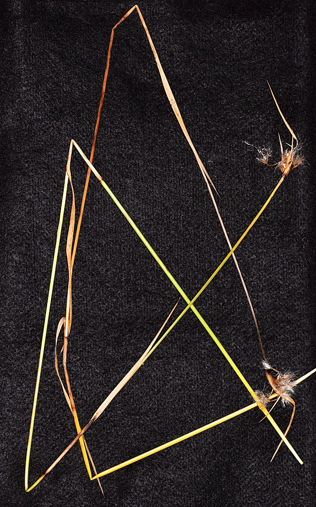 Flora of Eastern Washington Image: Eriophorum viridicarinatum