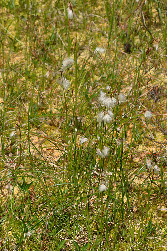 Flora of Eastern Washington Image: Eriophorum viridicarinatum