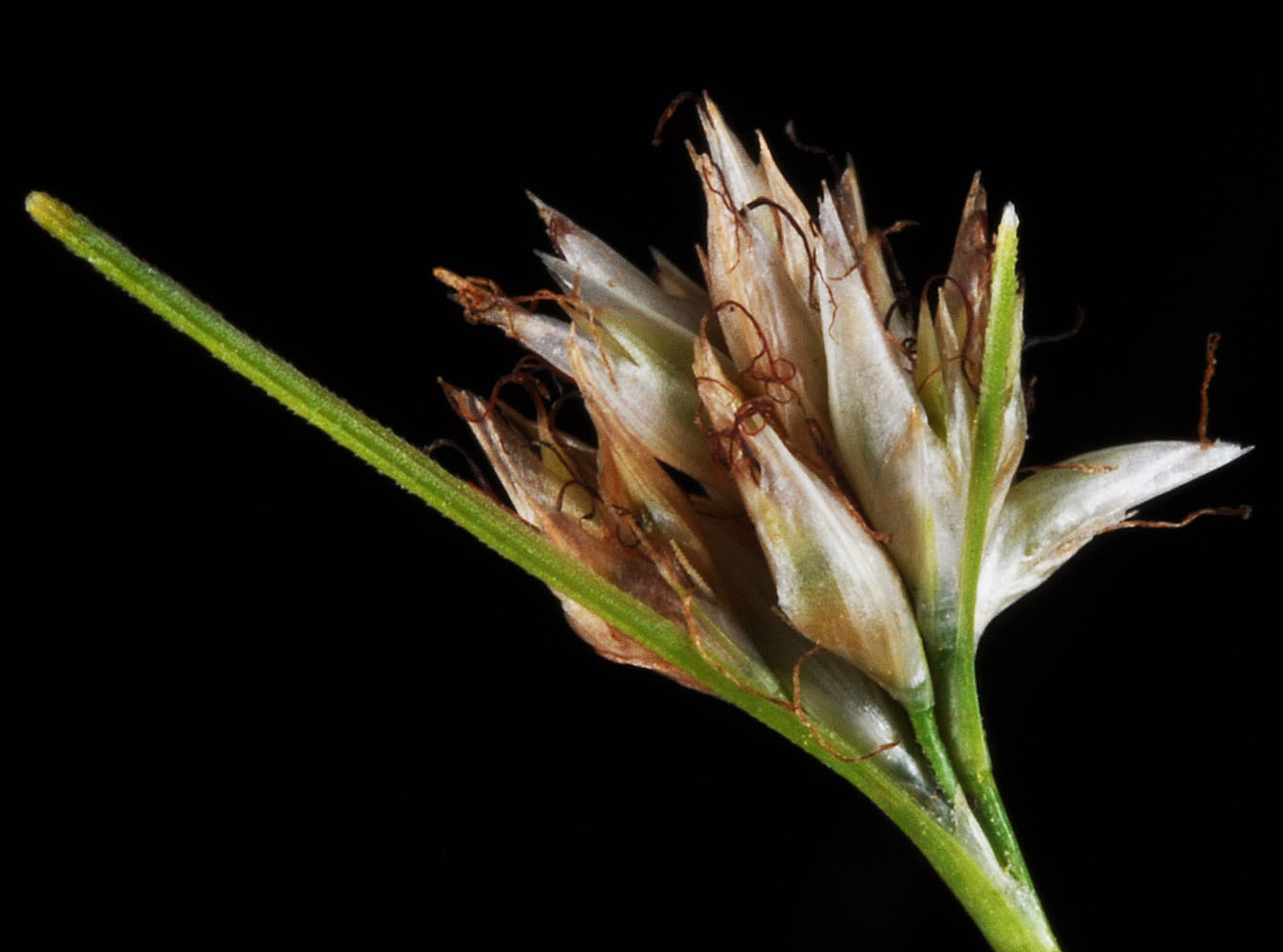 Flora of Eastern Washington Image: Rhynchospora alba