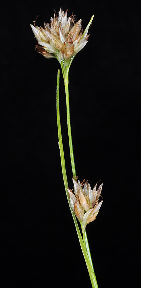 Flora of Eastern Washington Image: Rhynchospora alba