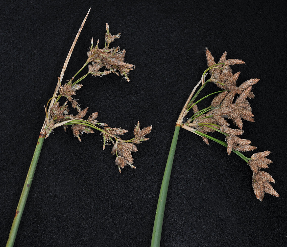 Flora of Eastern Washington Image: Schoenoplectus acutus