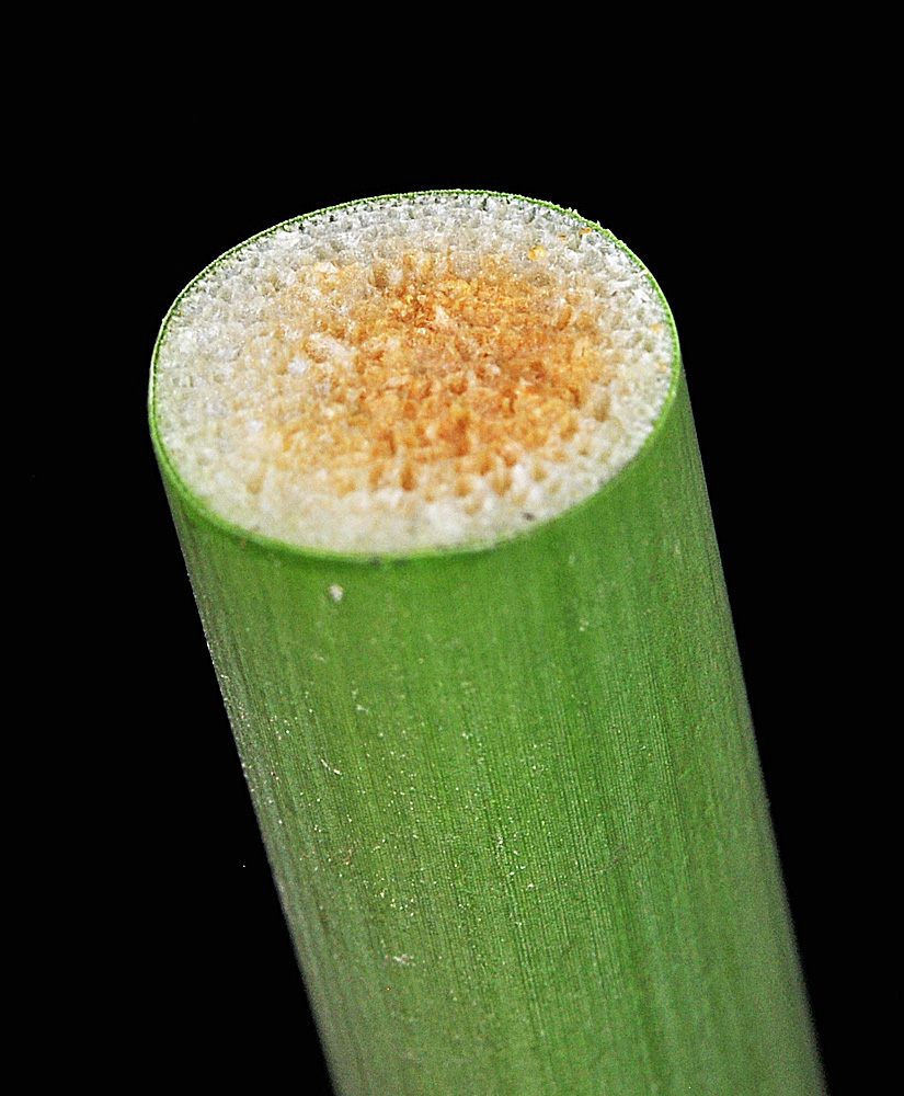 Flora of Eastern Washington Image: Schoenoplectus acutus