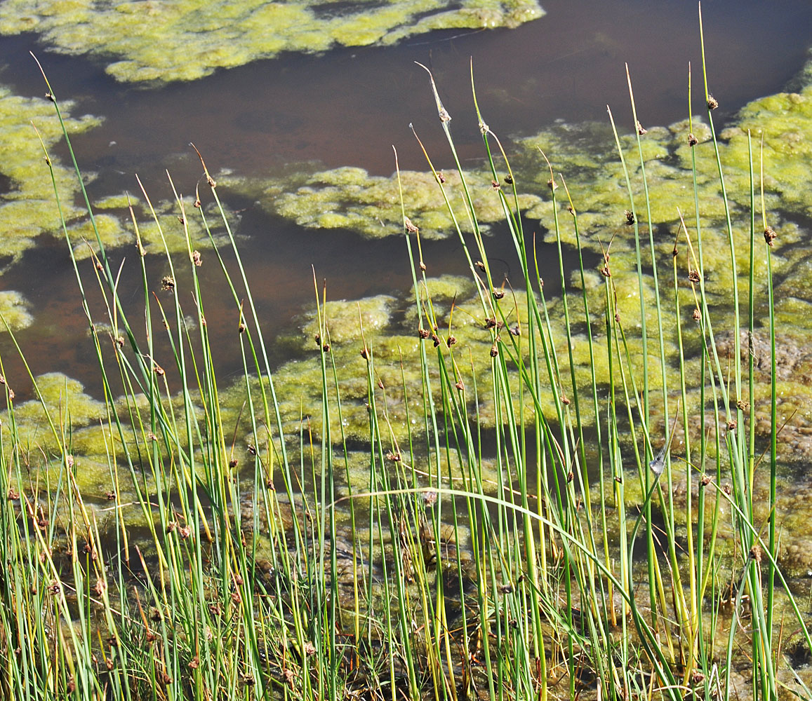 Flora of Eastern Washington Image: Schoenoplectus pungens