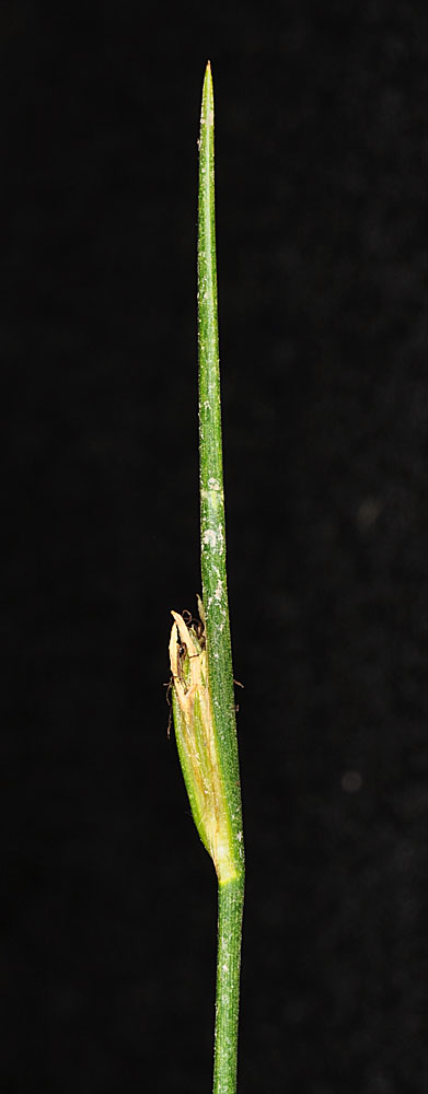 Flora of Eastern Washington Image: Schoenoplectus subterminalis