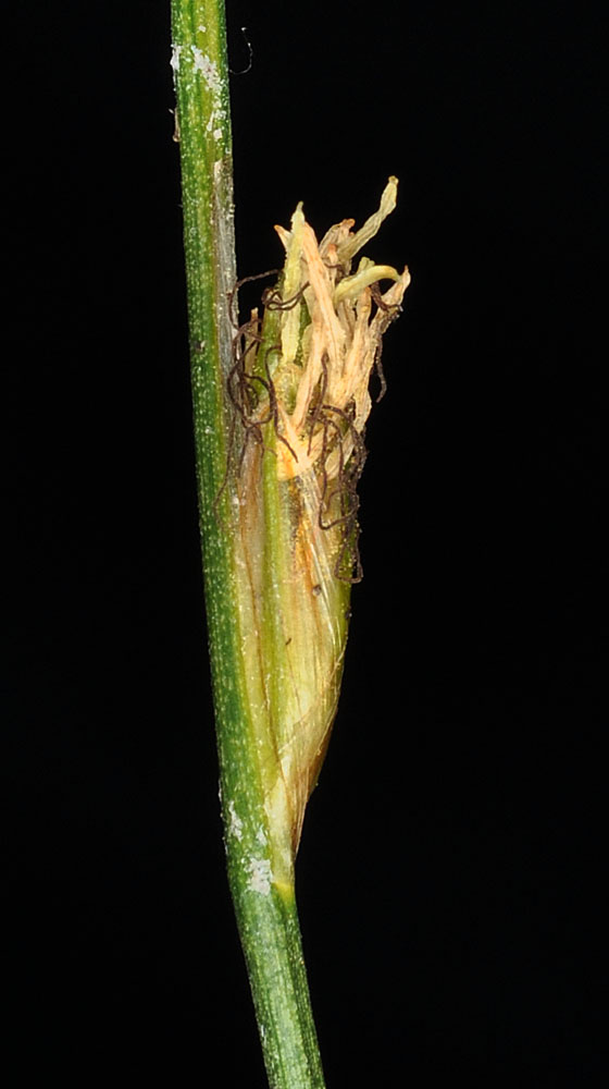 Flora of Eastern Washington Image: Schoenoplectus subterminalis