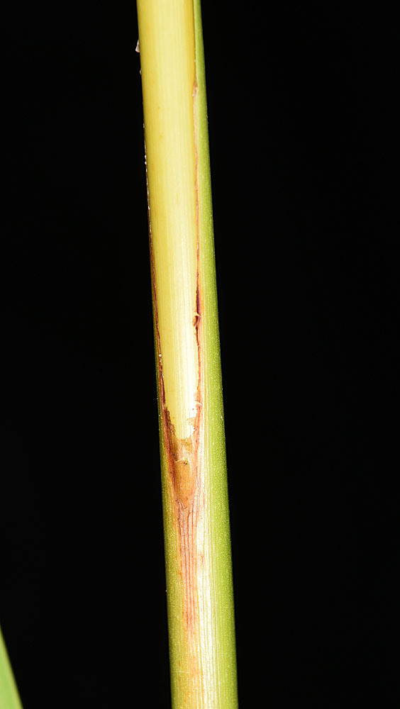 Flora of Eastern Washington Image: Scirpus cyperinus