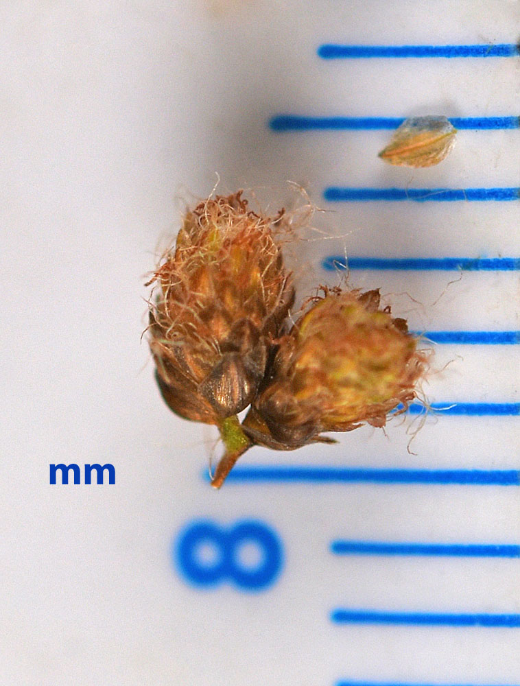 Flora of Eastern Washington Image: Scirpus cyperinus