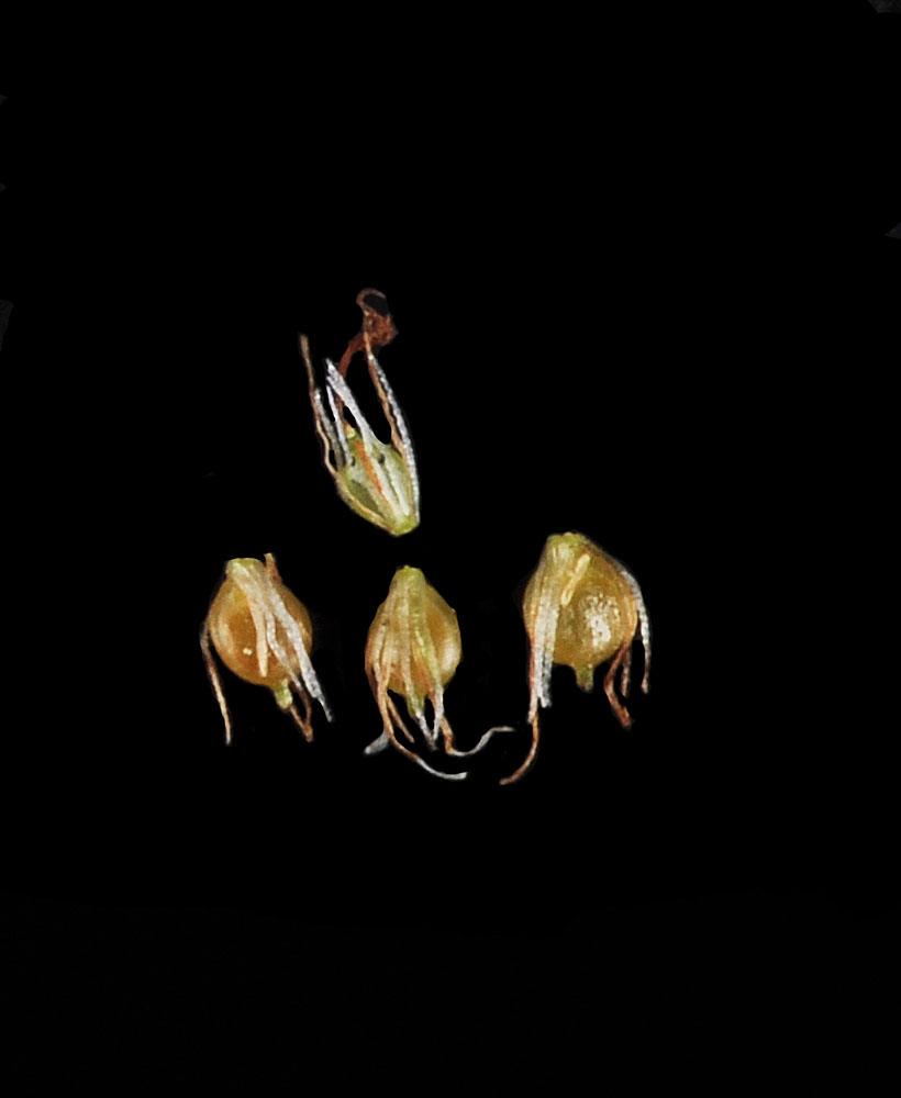 Flora of Eastern Washington Image: Scirpus microcarpus
