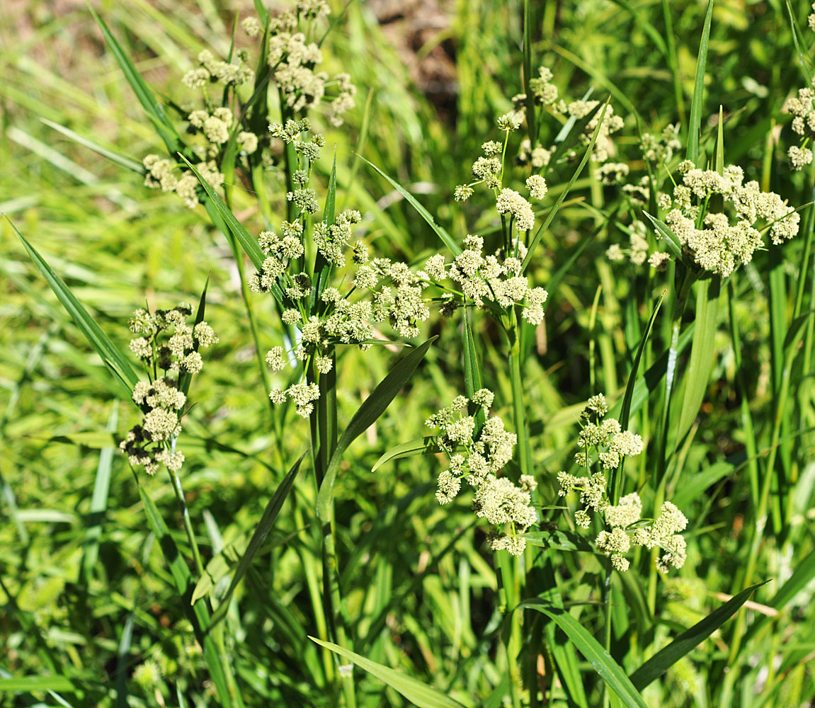 Flora of Eastern Washington Image: Scirpus pallidus