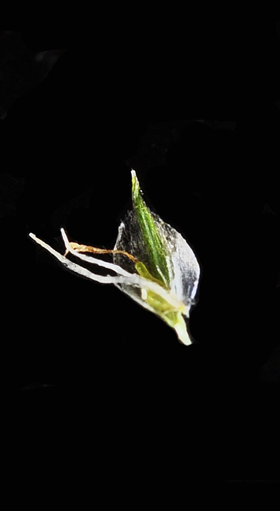 Flora of Eastern Washington Image: Scirpus pallidus