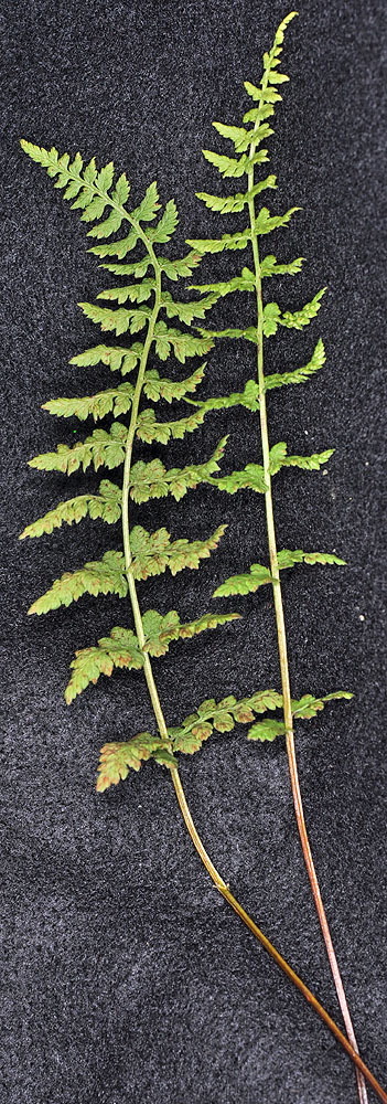 Flora of Eastern Washington Image: Cystopteris fragilis