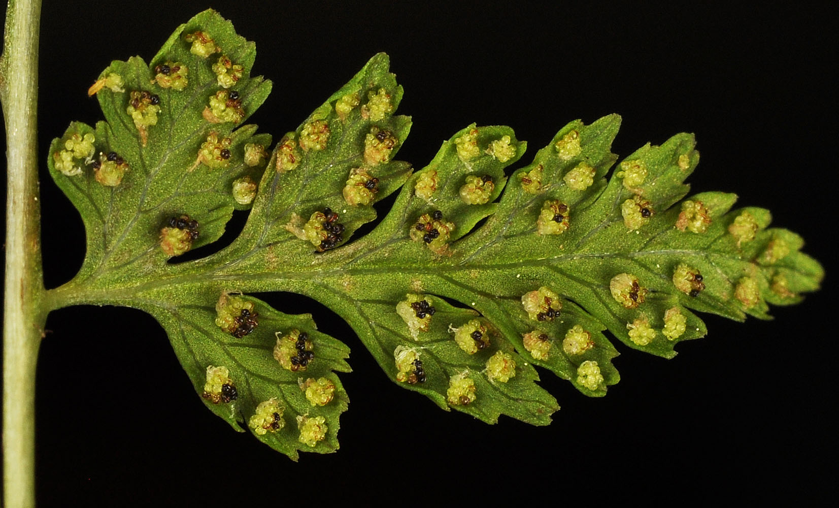 Flora of Eastern Washington Image: Cystopteris fragilis