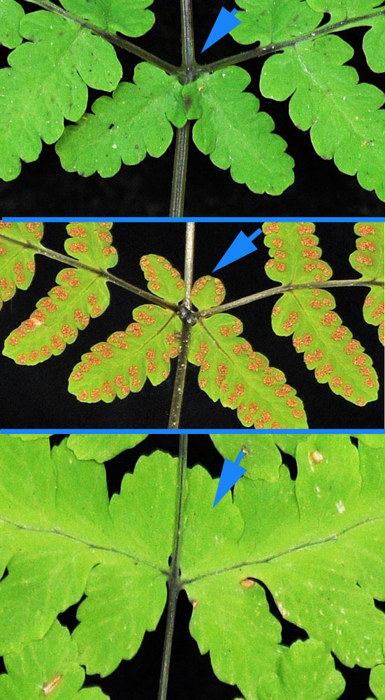 Flora of Eastern Washington Image: Gymnocarpium dryopteris