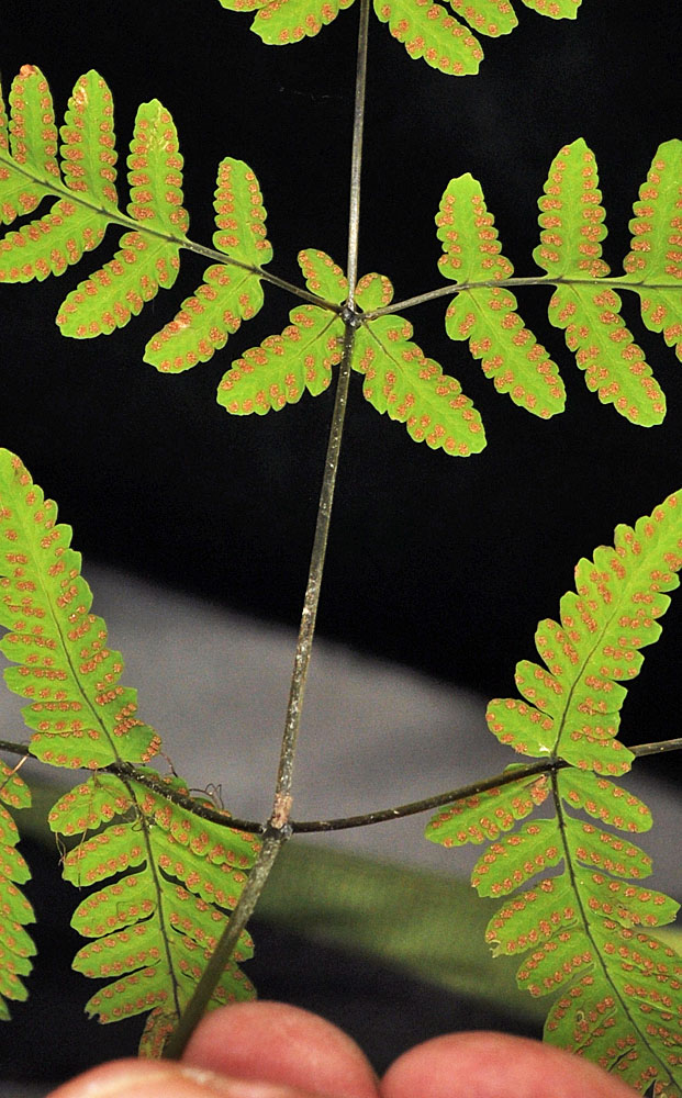 Flora of Eastern Washington Image: Gymnocarpium disjunctum