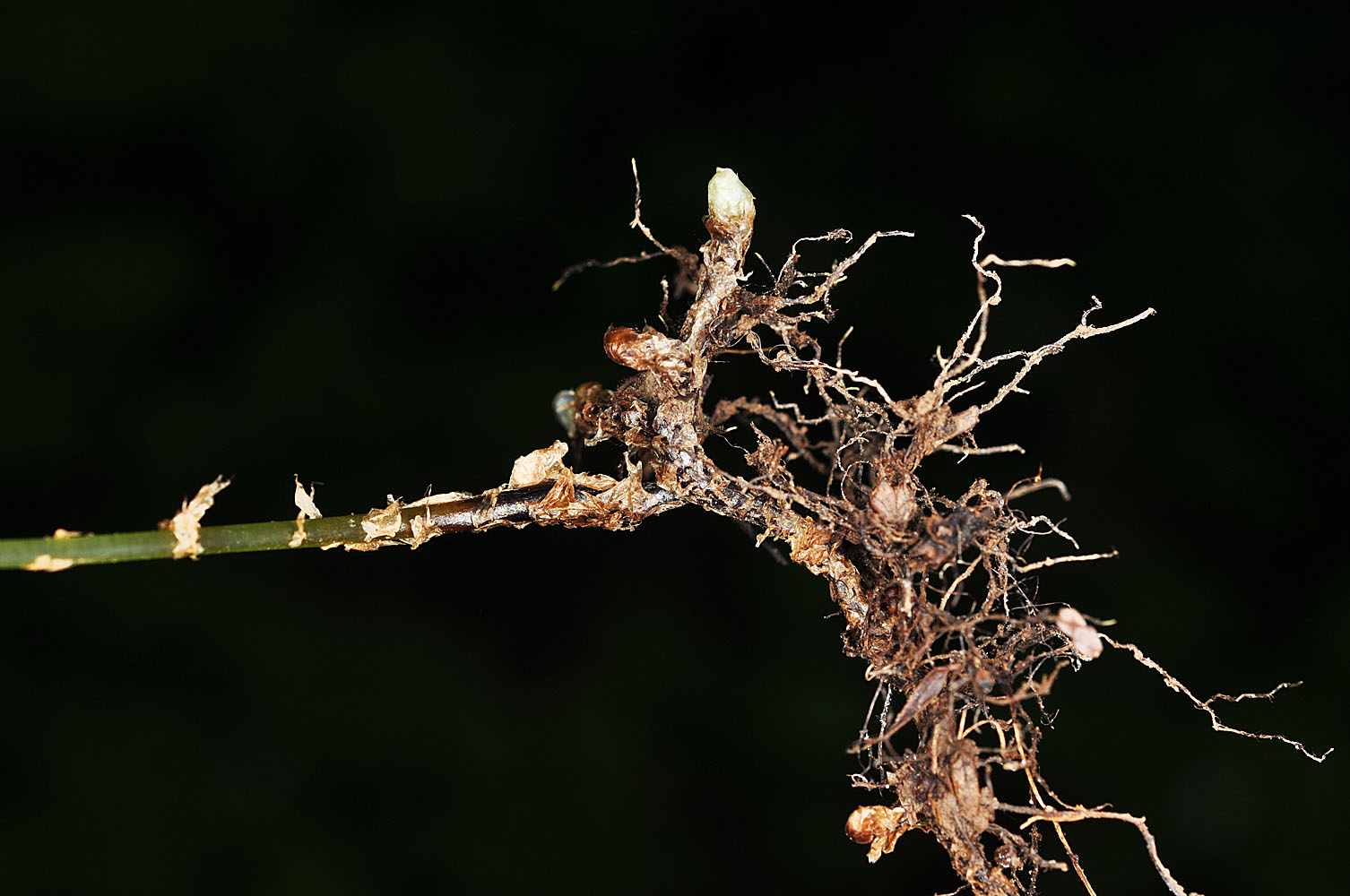 Flora of Eastern Washington Image: Gymnocarpium disjunctum