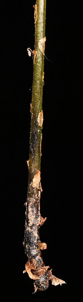 Flora of Eastern Washington Image: Gymnocarpium dryopteris