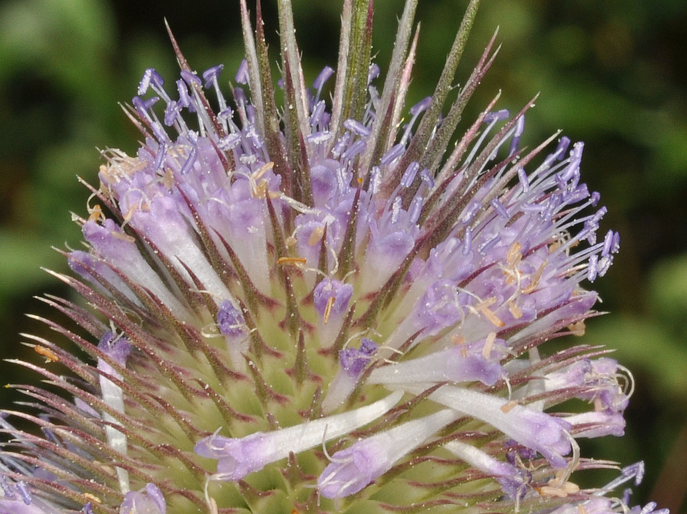 Flora of Eastern Washington Image: Dipsacus fullonum