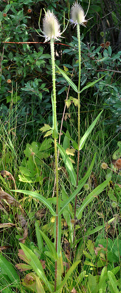 Flora of Eastern Washington Image: Dipsacus fullonum