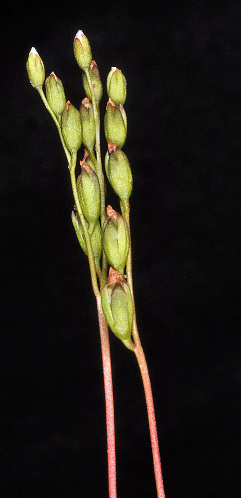 Flora of Eastern Washington Image: Drosera anglica