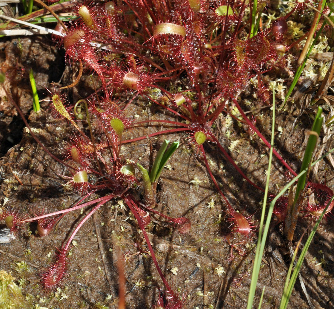 Flora of Eastern Washington Image: Drosera anglica