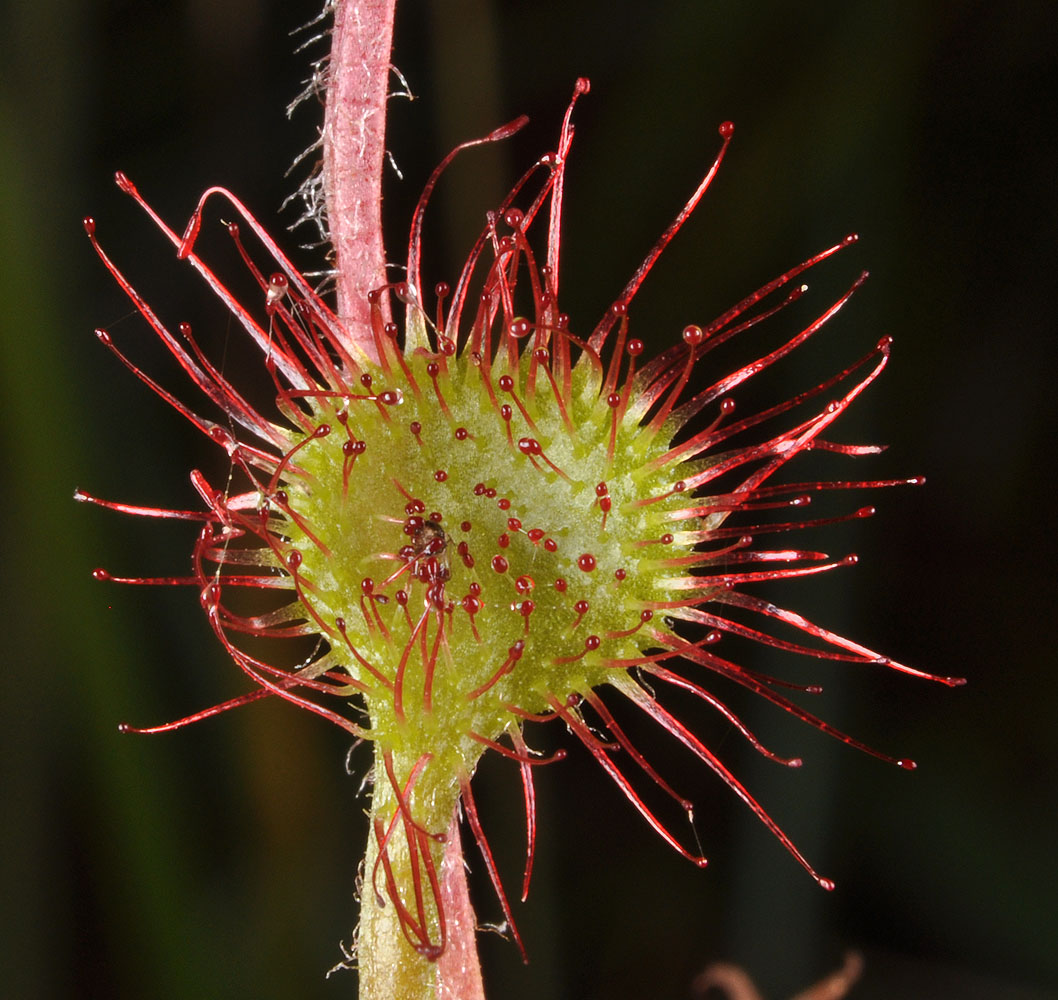 Flora of Eastern Washington Image: Drosera rotundifolia