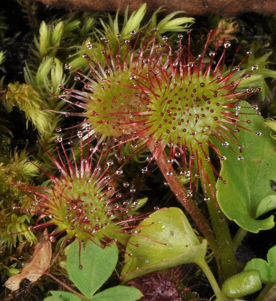 Flora of Eastern Washington Image: Drosera rotundifolia