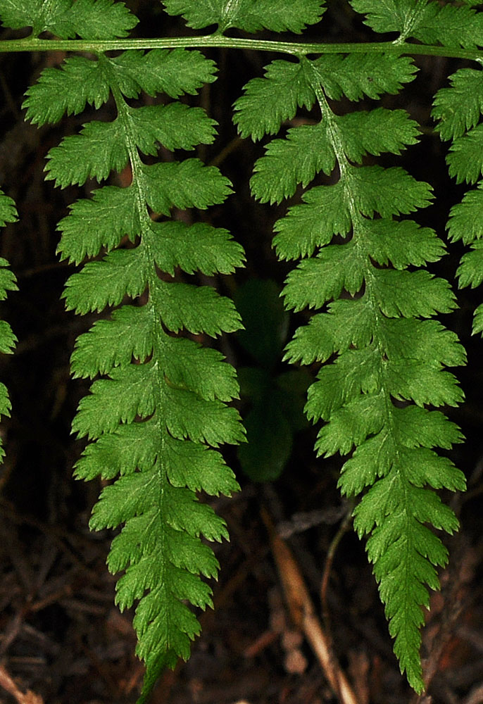 Flora of Eastern Washington Image: Dryopteris carthusiana