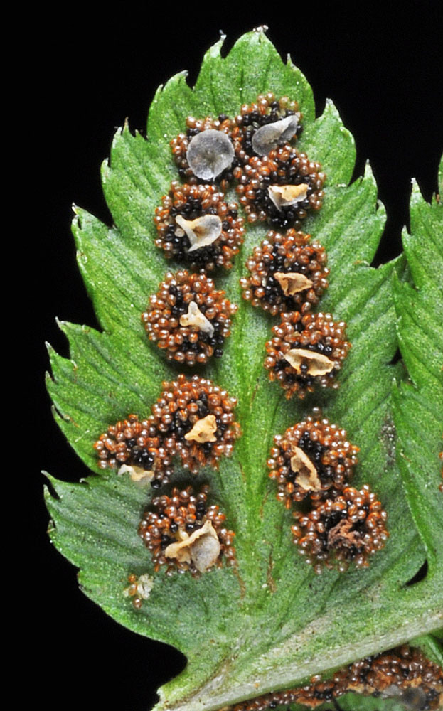 Flora of Eastern Washington Image: Dryopteris cristata