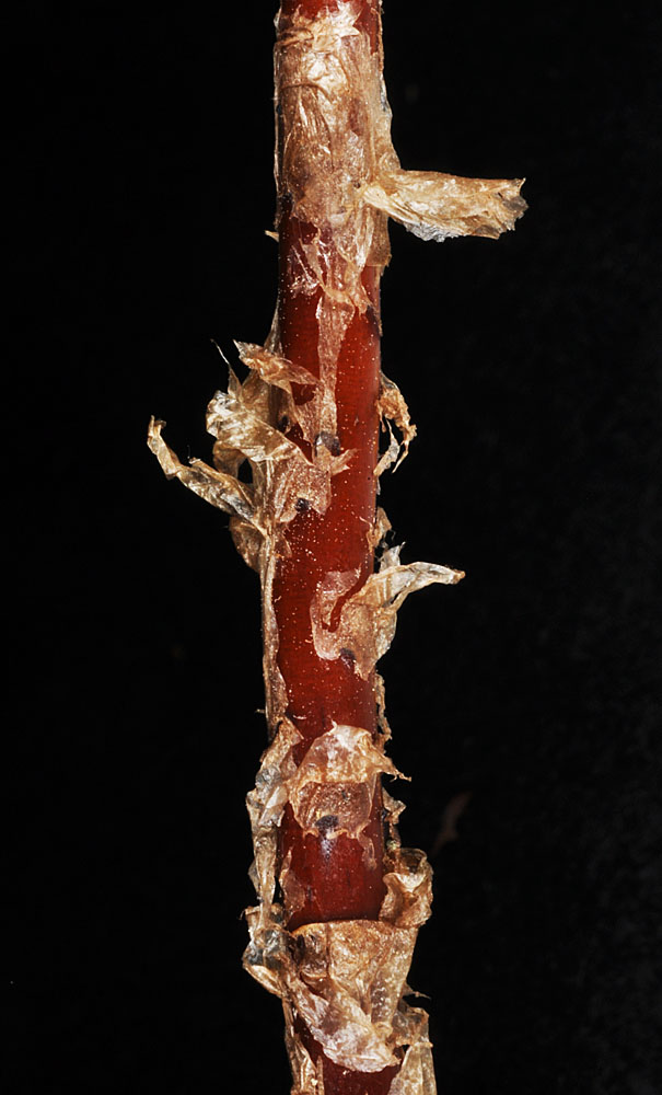 Flora of Eastern Washington Image: Dryopteris cristata