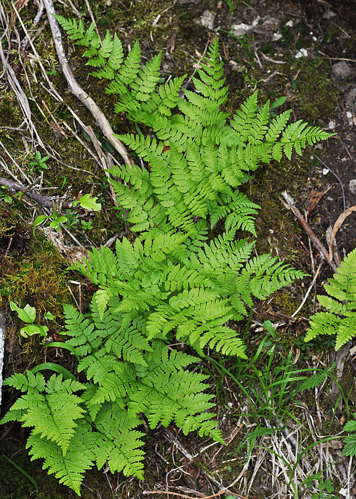 Flora of Eastern Washington Image: Dryopteris expansa
