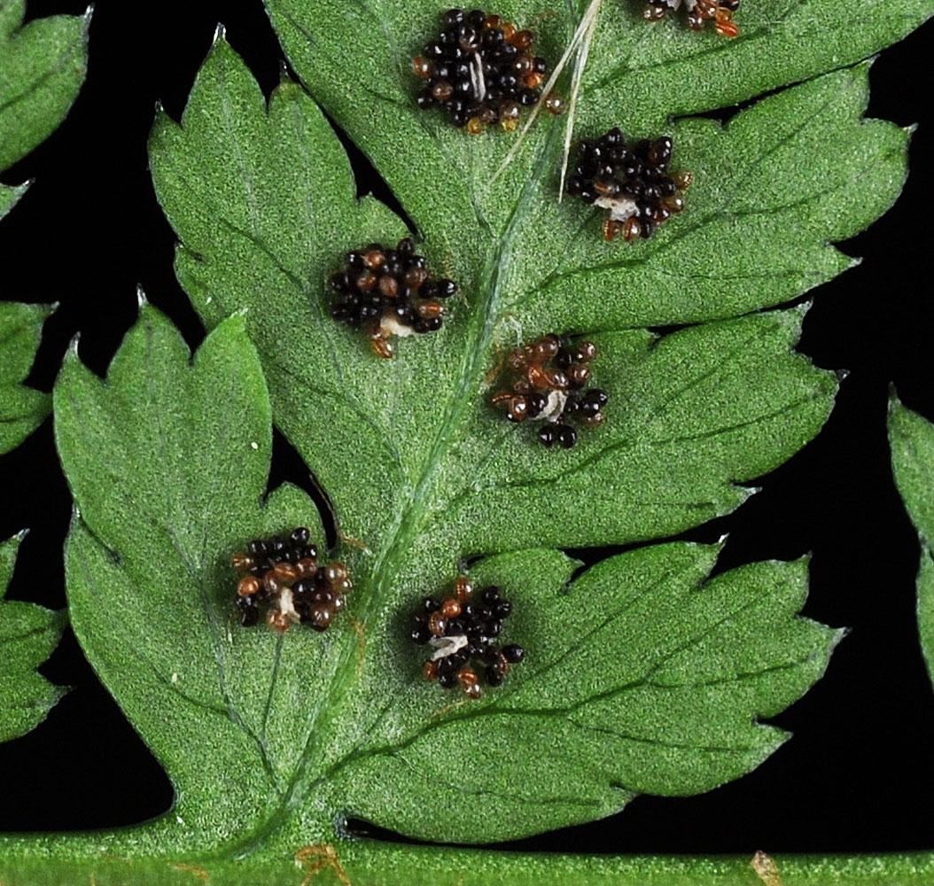 Flora of Eastern Washington Image: Dryopteris expansa