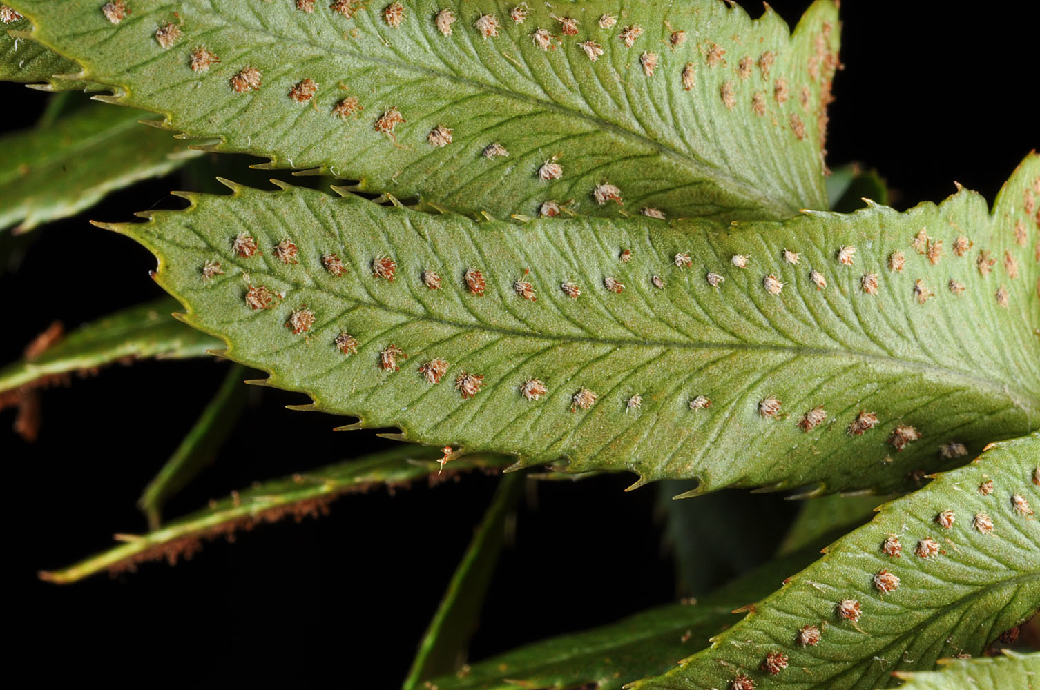 Flora of Eastern Washington Image: Polystichum imbricans