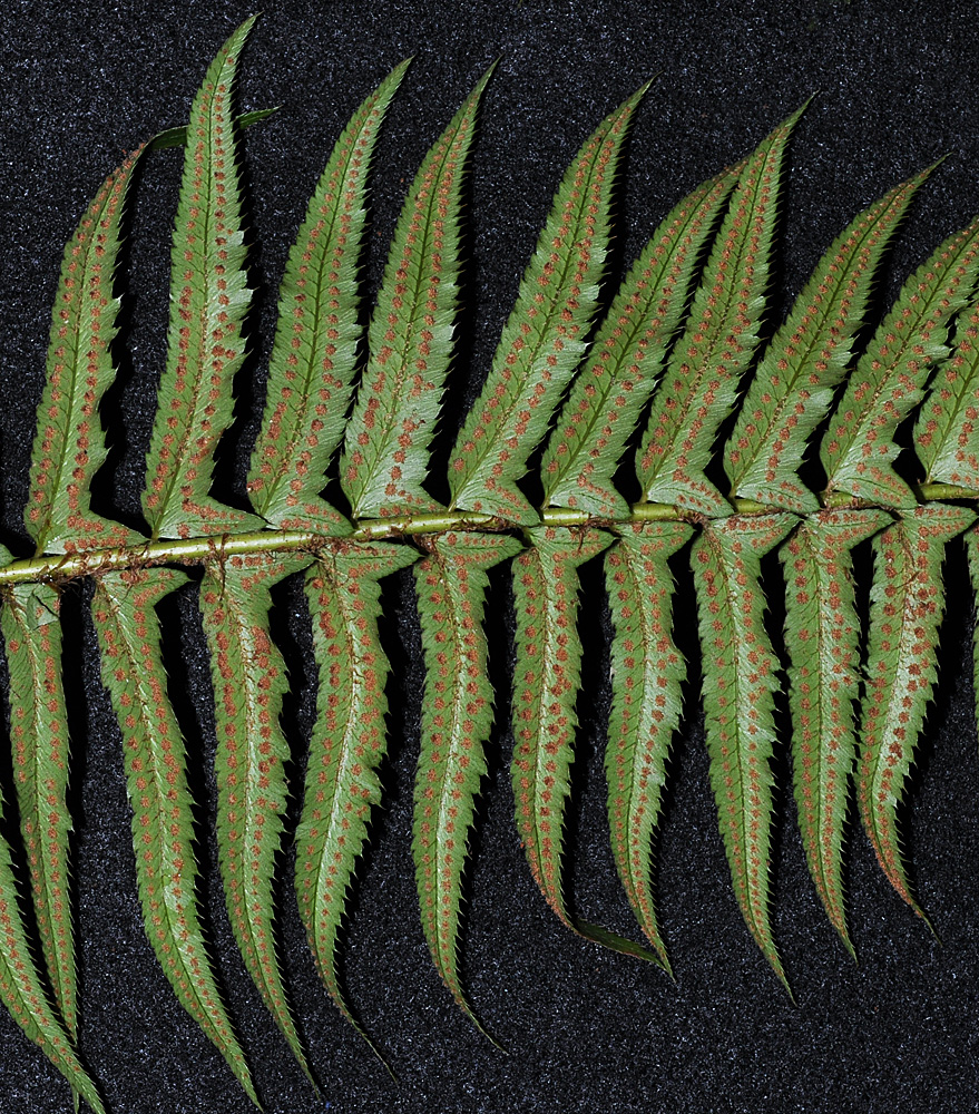 Flora of Eastern Washington Image: Polystichum munitum