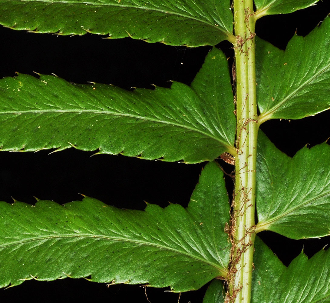 Flora of Eastern Washington Image: Polystichum munitum