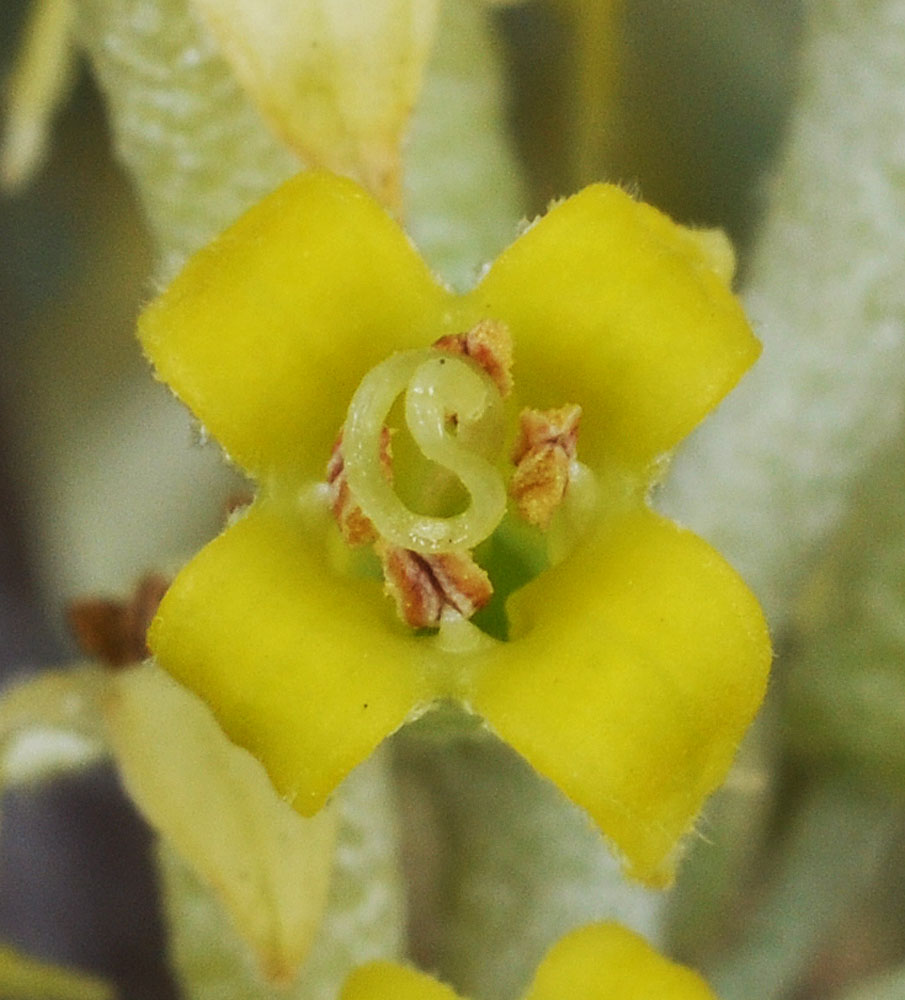 Flora of Eastern Washington Image: Elaeagnus angustifolia