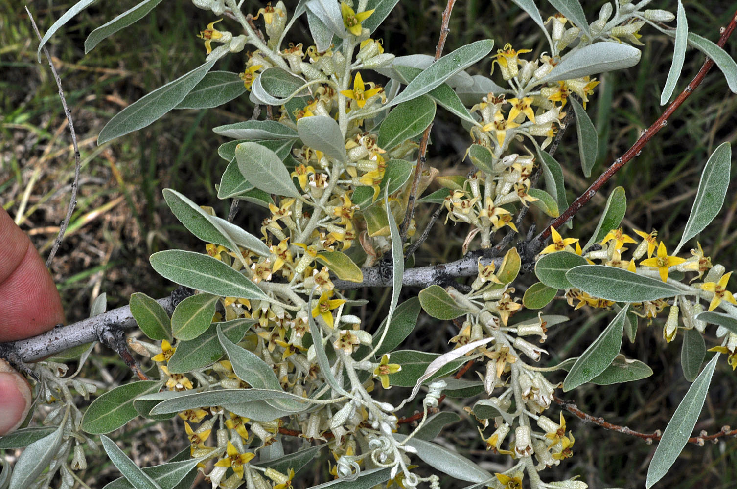 Flora of Eastern Washington Image: Elaeagnus angustifolia