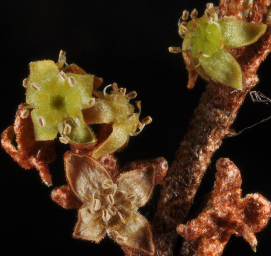 Flora of Eastern Washington Image: Shephardia canadensis